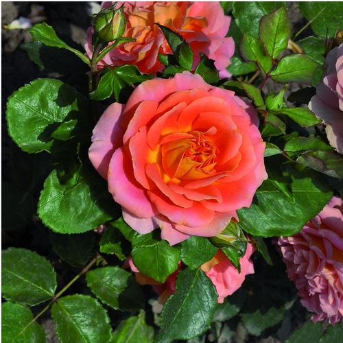 Pomarańczowy - Róże pienne - z kwiatami hybrydowo herbacianymi - korona równomiernie ukształtowana